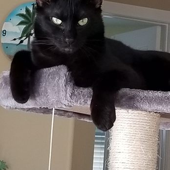 Jupiter Animal Hospital - Cuddles. - Veterinarians Near Me - Jupiter, Florida Jupiter Animal Hospital - Cuddles. - Veterinarians Near Me - Jupiter, Florida