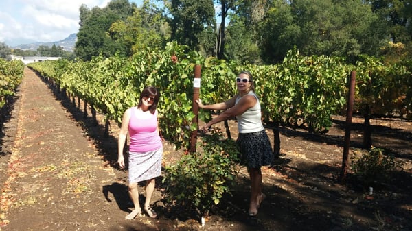 Benessere Vineyards by null