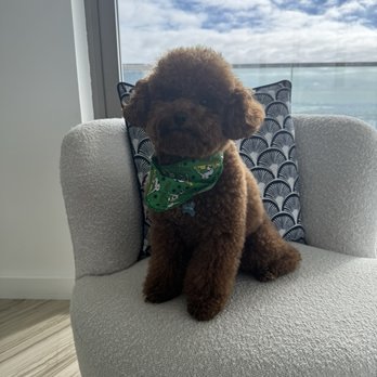 Boujee Mobile Pet Grooming - Pet Transportation Near Me - Hialeah, Florida