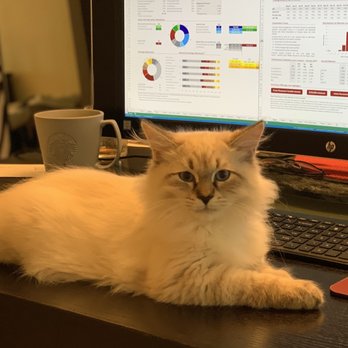 Kittens Up - Pet Breeders Near Me - Pembroke Pines, Florida