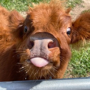 Promised Land Zoo - Cutest bottle baby calf - Zoos Near Me - Eagle Rock, Missouri