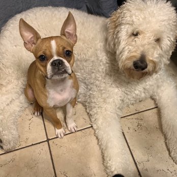 SunnySide Petcare - Pet Sitting Near Me SunnySide Petcare - Pet Sitting Near Me