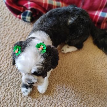 Barks and Bubbles Grooming - How cute she is - Pet Groomers Near Me - Las Vegas, Nevada Barks and Bubbles Grooming - How cute she is - Pet Groomers Near Me - Las Vegas, Nevada