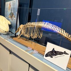 Puget Sound Estuarium