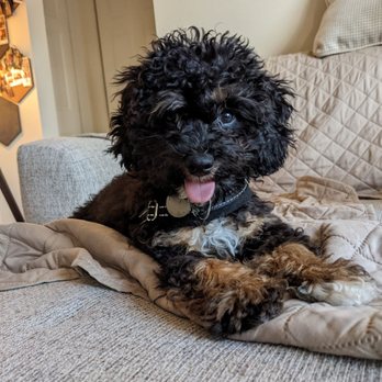 Le Petique Atelier - Our Cavapoo, Boba, looking like Einstein before the magic. - Pet Groomers Near Me - Rutherford, New Jersey