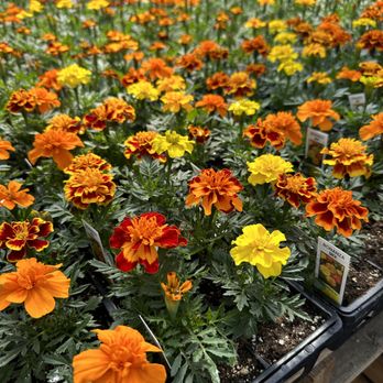 Spano Greenhouse & Farm - Marigolds - Farmers Market Near Me - Denver, Colorado Spano Greenhouse & Farm - Marigolds - Farmers Market Near Me - Denver, Colorado