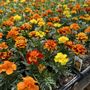 Photo of Spano Greenhouse & Farm