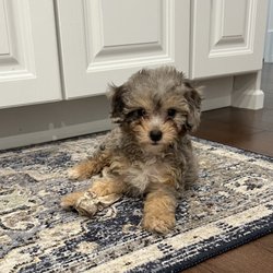 Fuzzy Fur Babies Flight Nanny