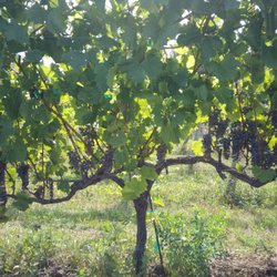 Laughing Otter Winery