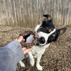 Baywood Kennels