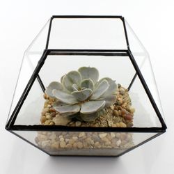 NW Wholesaler - Large Clear Glass 10-Sided Terrarium with Black Trim