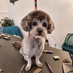Mountainside Grooming - After