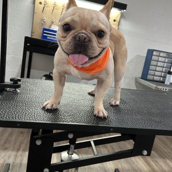The Dapper Dog - Pet Groomers Near Me - Blytheville, Arkansas