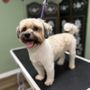 Underdog Pet Styling
