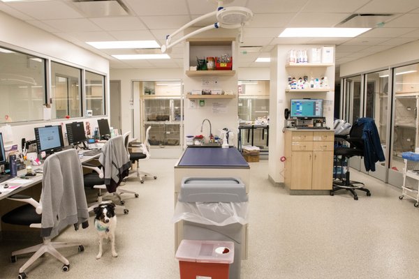 West Village Veterinary Hospital by null