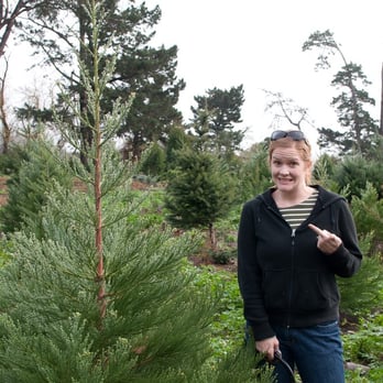 Rancho Siempre Verde - Option #1 - Christmas Trees Near Me - Pescadero, California Rancho Siempre Verde - Option #1 - Christmas Trees Near Me - Pescadero, California