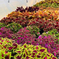 Urhausen Greenhouses