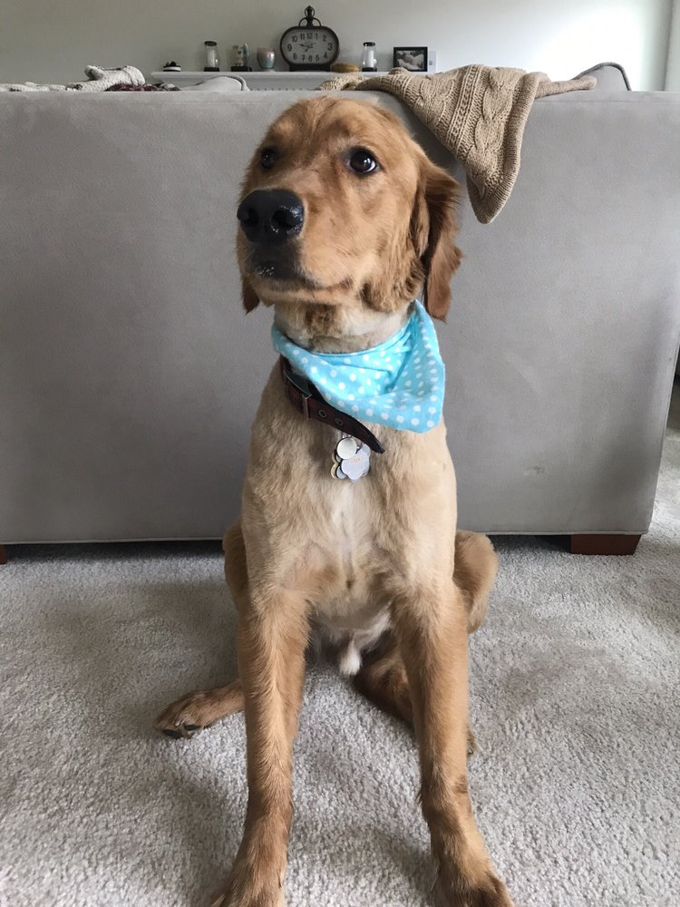 PENNY’S DOG GROOMING Updated August 2024 2265 Downer Street Rd