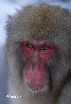 Jigokudani Yaen-Koen by null