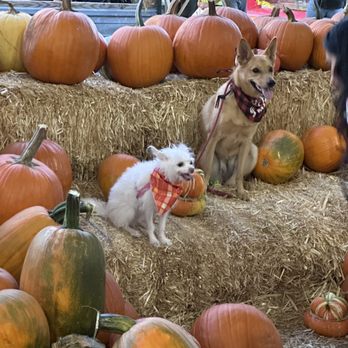 Frosty's Forest Pumpkin Patch - Attraction Farms Near Me - Chino, California Frosty's Forest Pumpkin Patch - Attraction Farms Near Me - Chino, California