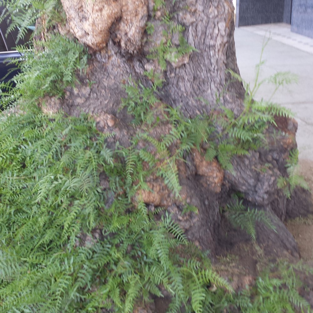 The Greenman Tree - Local Flavor Near Me - Sierra Madre, California