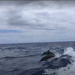 Dolphin's following the boat Dolphin's following the boat