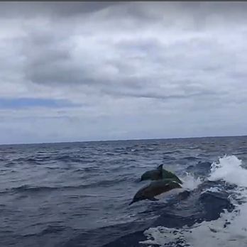 Alii Ocean Tours - Dolphin's following the boat - Boat Charters Near Me - Kailua-Kona, Hawaii Alii Ocean Tours - Dolphin's following the boat - Boat Charters Near Me - Kailua-Kona, Hawaii