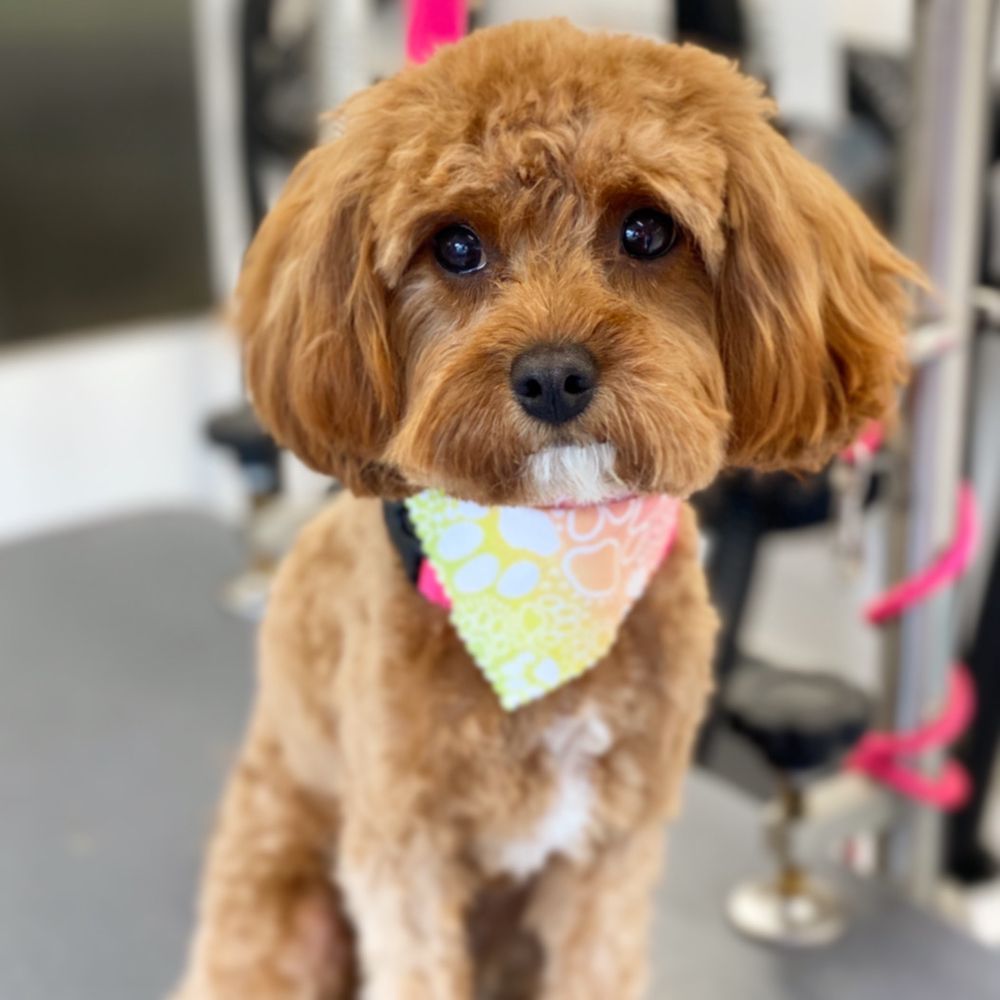 THE UNLEASHED GROOMER Updated June 2024 25 Photos & 14 Reviews