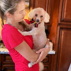 Let's Groom - My dog Daisy