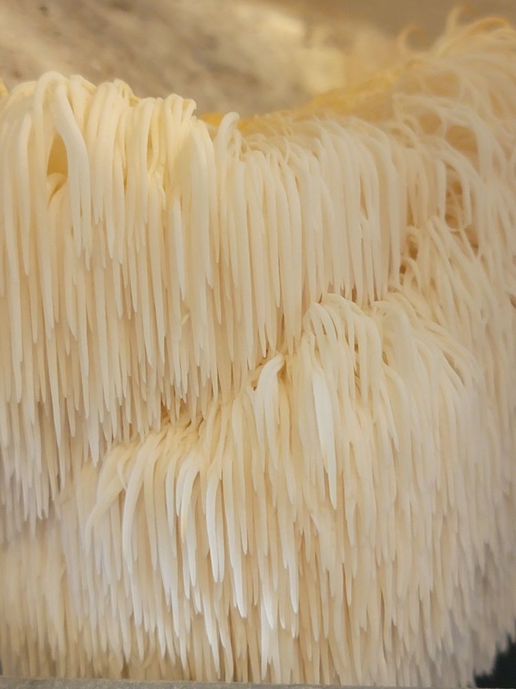 Ellijay Mushrooms Logo