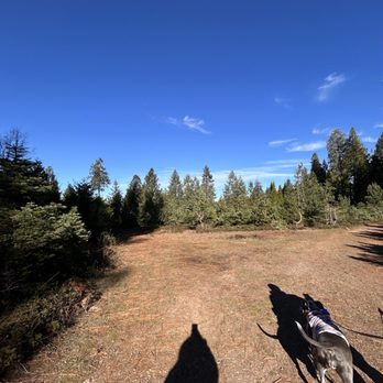 Roberts Christmas Tree Farm - Christmas Trees Near Me - Pollock Pines, California Roberts Christmas Tree Farm - Christmas Trees Near Me - Pollock Pines, California
