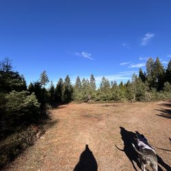 Roberts Christmas Tree Farm