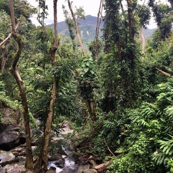 El Yunque Rainforest - Creek in front of La Coca Falls - Hiking Near Me - Luquillo, Puerto Rico