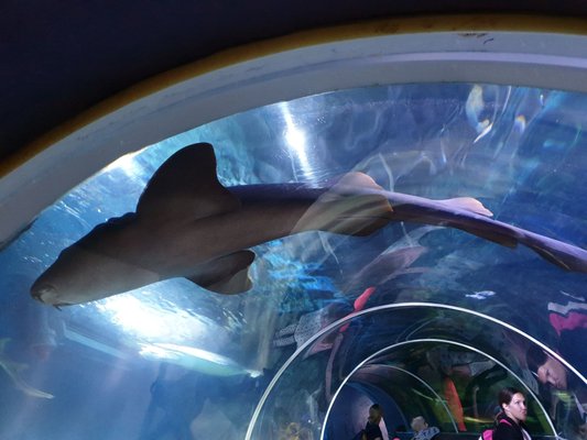 SEA LIFE Konstanz by null