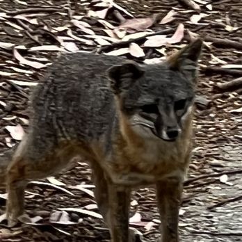 Catalina Island Conservancy - Protected Fox!! - Parks Near Me - Avalon, California Catalina Island Conservancy - Protected Fox!! - Parks Near Me - Avalon, California