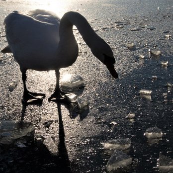 Südsee - zugefroren, Schwan läuft sicher auf dem Eis - Parks Near Me