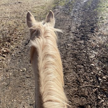Red  Buffalo Ranch - Chief - Horseback Riding Near Me - Collegeville, Pennsylvania