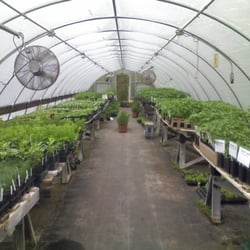 Topmost Herb Farm - nice greenhouse