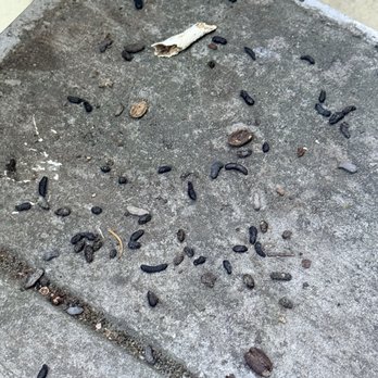 Community Management Services - Rat feces - Property Management Near Me - Campbell, California Community Management Services - Rat feces - Property Management Near Me - Campbell, California