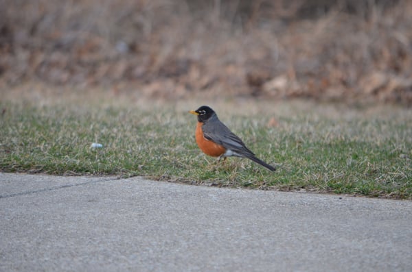 Oak Ridge Prairie County Park