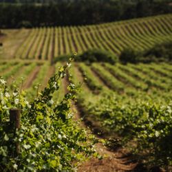 Yamhill Valley Vineyards