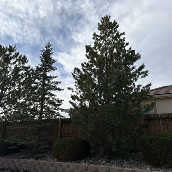 Perez Landscaping - Evergreens looking good! Nice shape! - Landscaping Near Me - Reno, Nevada