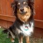 Photo of Pawtrust Pro PetSitter