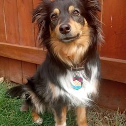 Pawtrust Pro PetSitter - Genevieve