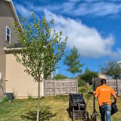 iTrees - Red Sunset Red Maple
