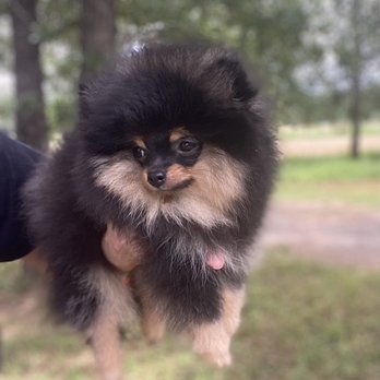 Tiny Pom Paws - Pet Breeders Near Me - Smithville, Texas Tiny Pom Paws - Pet Breeders Near Me - Smithville, Texas