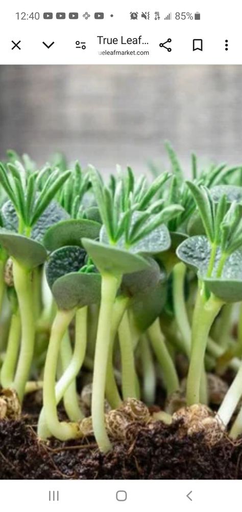 Love Microgreens Logo