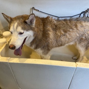 Posh Wash Dog Wash - My pup while I was washing him - Pet Groomers Near Me - Glendale, Arizona