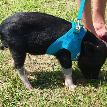 Pets In The Park - Little pig - Festivals Near Me - Tampa, Florida Pets In The Park - Little pig - Festivals Near Me - Tampa, Florida