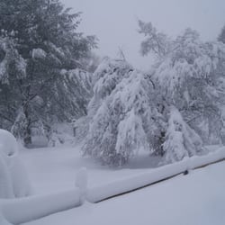 Westmoreland Hills Park - Snowy trees during the Great Blizzard of 2010